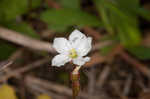 dwarf sundew